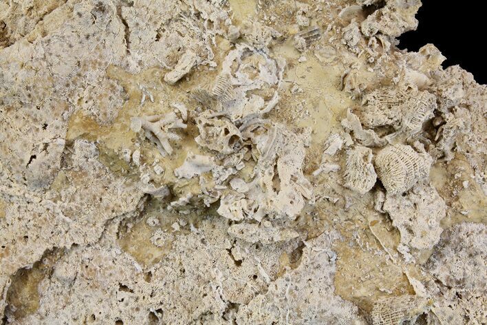 Fossil Coral Colonies (Thamnasteria & Thecosmilia) - Germany #157326